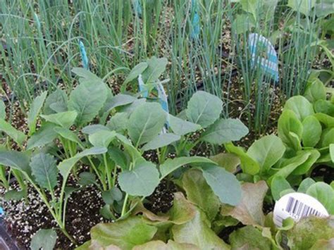 Vegetable Gardens Get Going In March In The Pacific Northwest