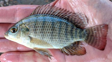 Tilapia Nile Uconn Fishhead