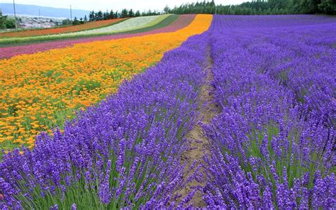 3840x2160 Resolution Photo Of Lavender Flower Field Hd Wallpaper