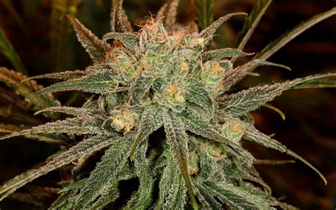 Blue Dream Cannabis — Blue Dream Strain Usa