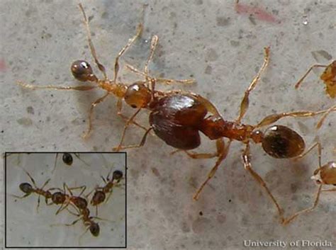 Bigheaded Ant Pheidole Megacephala Fabricius