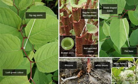 Japanese Knotweed Control And Solutions From Invas Biosecurity