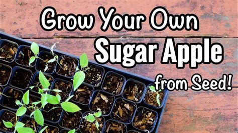 One large apple contains 130 calories and 34 g of carbohydrates, including 5 g of dietary fiber and 25 g of sugars. Grow Your Own Sugar Apple from Seed! | Plant sugar, Sugar ...