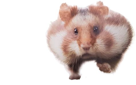 Hamster Png Background Png Play