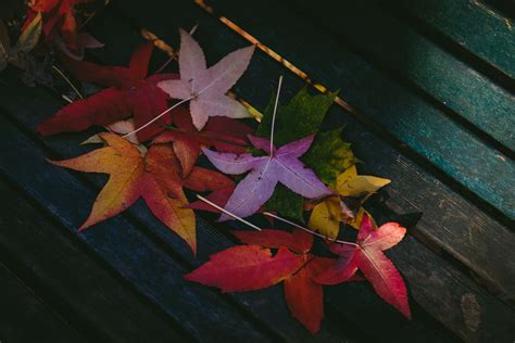 Colorful Leaves Autumn 5k Hd Nature 4k Wallpapers Images