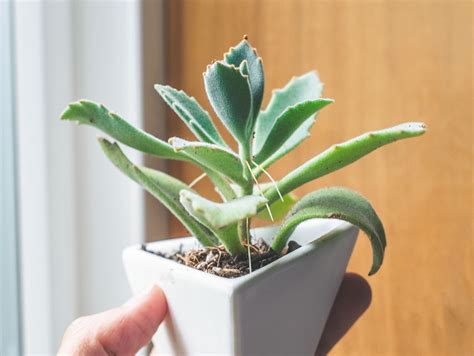 The easter cactus (also called whitsun cactus) is a succulent in the cactaceae family. Succulent Studios Blog | Best Succulent Care Tips and DIY