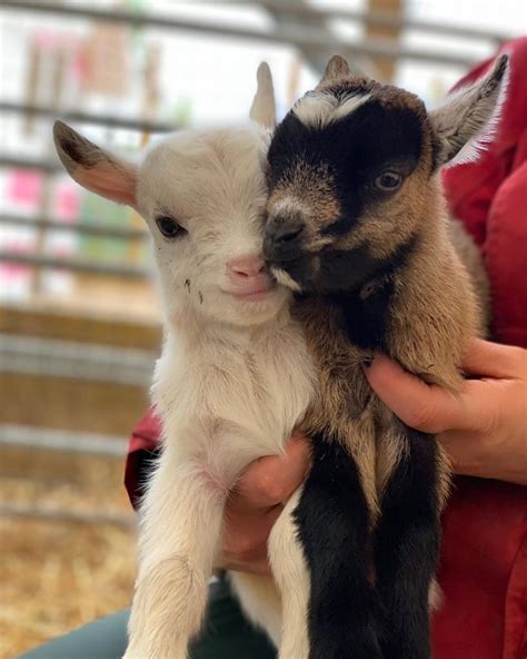 30 Happiest And Cutest Baby Goats That Will Make Your Heart Flutter And