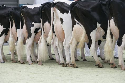 Sex Sorted Semen In Dairy Breeding What’s The Latest Dairy Global