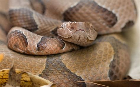 Copperhead Reptile Snake Animal Hd Wallpaper Peakpx