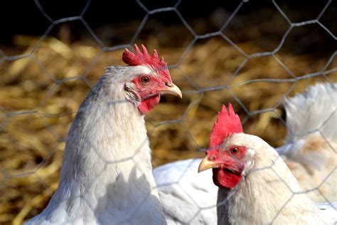 California White Chicken Complete Breed And Care Guide Eco Peanut