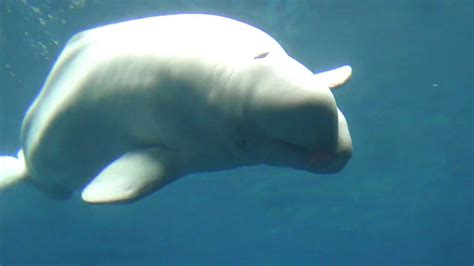 Hd Cute Beluga Whales Swimming Close Up At Geogria Aquarium Youtube