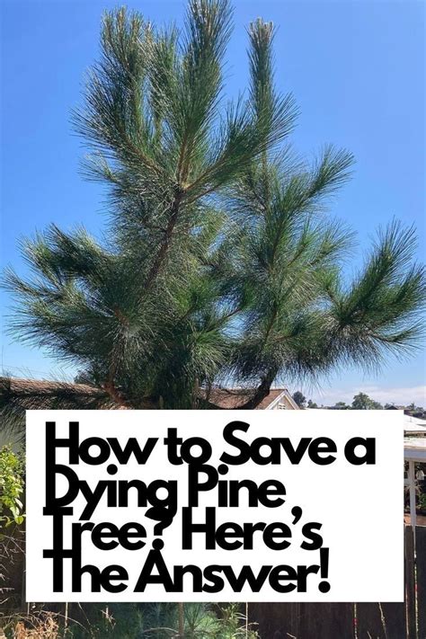 How To Save A Dying Pine Tree Here S The Answer Artofit