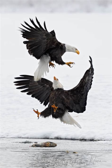 Eagles Attacking In Aerial Battle Shetzers Photography