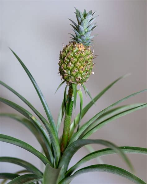 Premium Photo Pineapple Plant In The Pot Closeup
