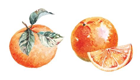 Premium Vector Oranges Painted With Watercolorsnatural Food Fruit