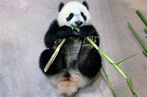 5 Adorable Moments From The Baby Pandas First Year Washingtonian