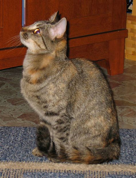 Tortoise Shell Tabby Cat Looking Up By Thestockwarehouse On Deviantart