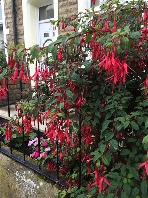 If your landscaping tends to look tired when august and september roll around, it's time to look into growing some late summer flowering shrubs. Summer-Flowering Shrubs | Flowering shrubs, Shade shrubs ...