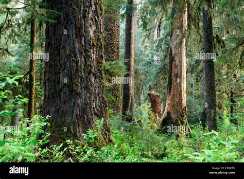 Hoh Rainforest Olympic National Park Near Forks Washington Usa