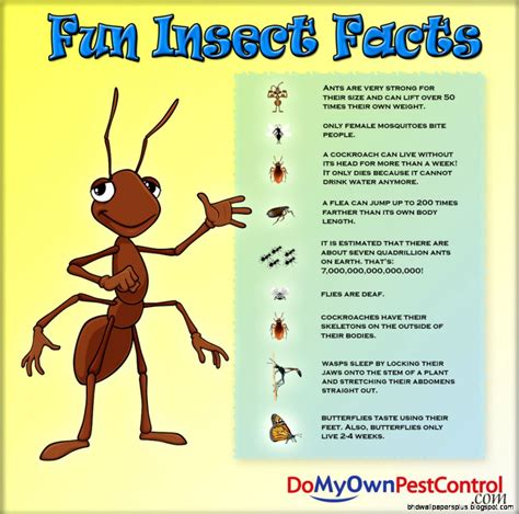 Funny Facts Bees Hd Wallpapers Plus