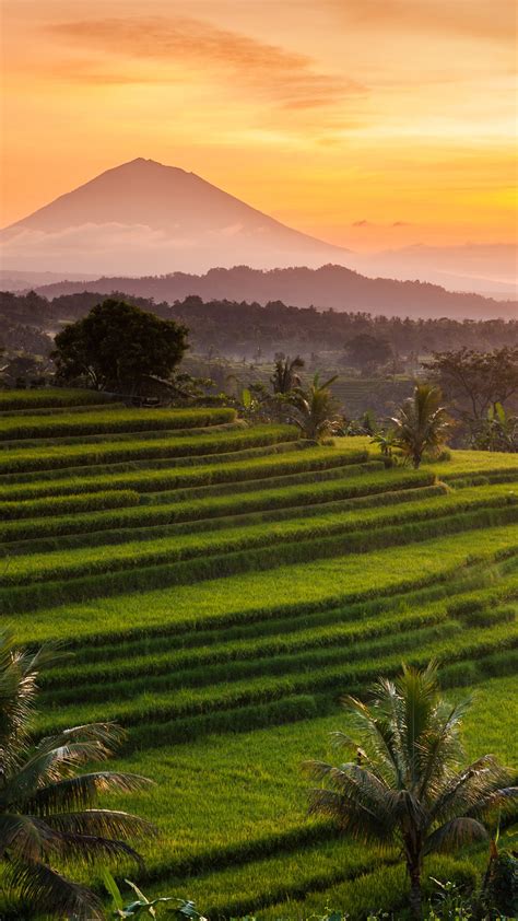 Jatiluwih Rice Terraces At Sunrise Bali Indonesia Windows Spotlight