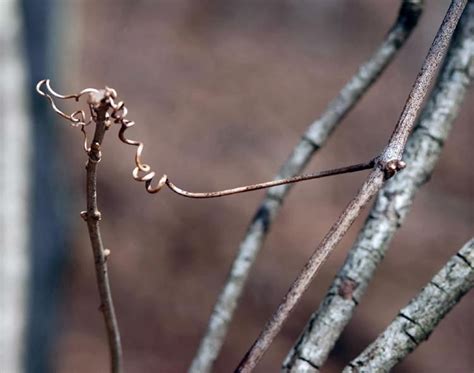 Grape vine for all design. Field Biology in Southeastern Ohio: Wild Grapes