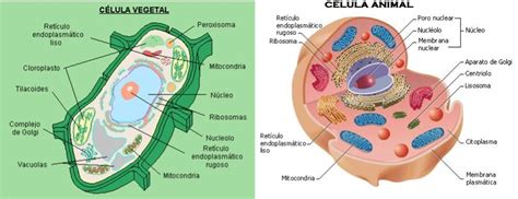 Histología Y Nosología Cuadro Comparativo De Componentes Celulares