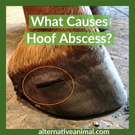 What Causes Hoof Abscess • Alternative Animal Hooves Horse Care