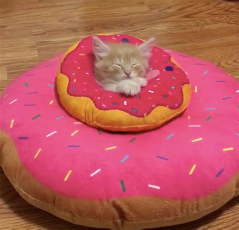 Kitten Obsessed With Donuts Grows Up Guarding Them In These Adorable Pics Love Meow