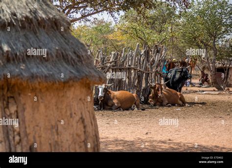 Himba Village In Namibia Africa Stock Photo Alamy
