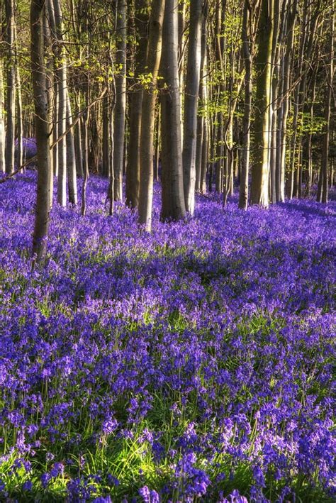 Stunning Bluebell Flowers In Spring Forest Landscape Stock Image