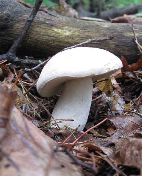 Georgia Mushrooms Mushroom Hunting And Identification