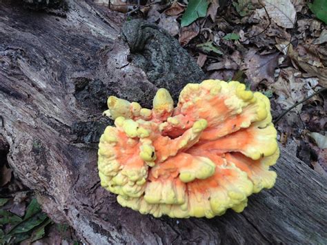 Where Can You Find Chicken Of The Woods On Staten Island