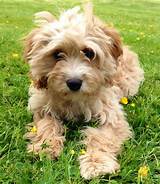 Check spelling or type a new query. Pin by Allen Jackson on Animals | Cavapoo puppies, Cavapoo ...