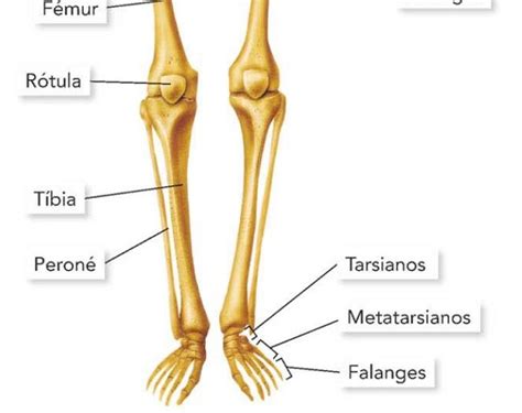 The Bones Of The Lower Limbs And Upper Limbs Are Labeled In This