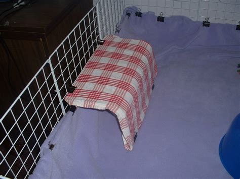 Daisy And Lily S Tunnel Guinea Pig Cages