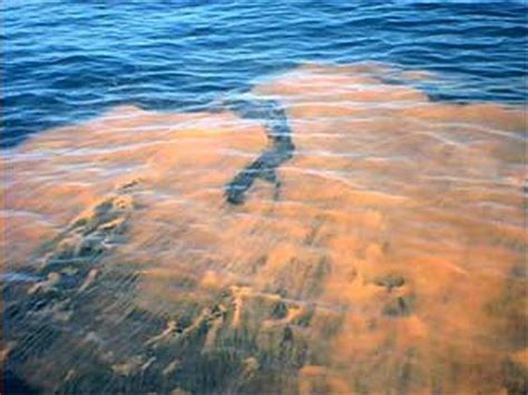 Toxic Red Tide Threatens Florida Beaches Marine Life And Could