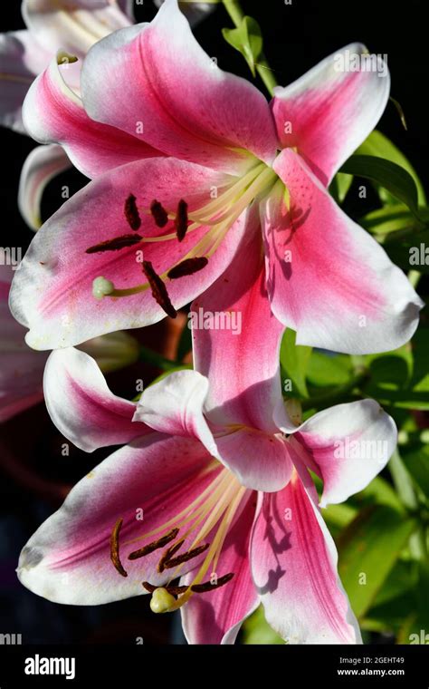 Lily Lilium Vertical Portrait Hi Res Stock Photography And Images Alamy