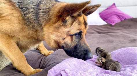 How To Take Care Of Newborn German Shepherd Puppies