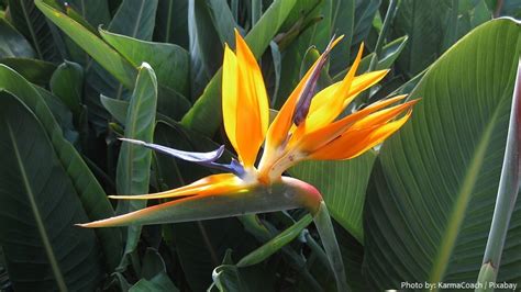 Interesting Facts About Birds Of Paradise Flower Just Fun Facts