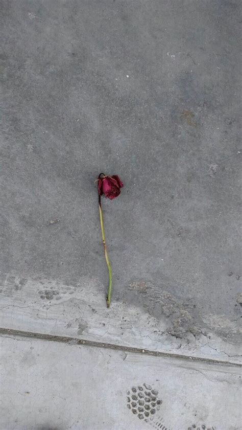 Este día de san valentín, como todos los días de san valentín, pronto será una memoria dolorosa, desvaneciéndose con el tiempo, hasta que otro nefasto día de san valentín llegue. Una rosa despreciada en San Valentín calle colmena—Lima ...