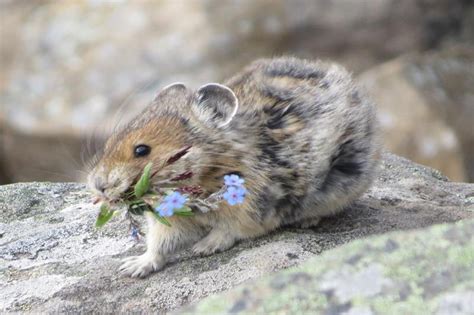Warming Climate And Wildfires Threaten Pikas Habitats