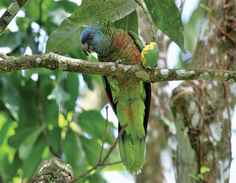 St Lucia Parrot Amazon Versicolor St Lucia Lucia Birds