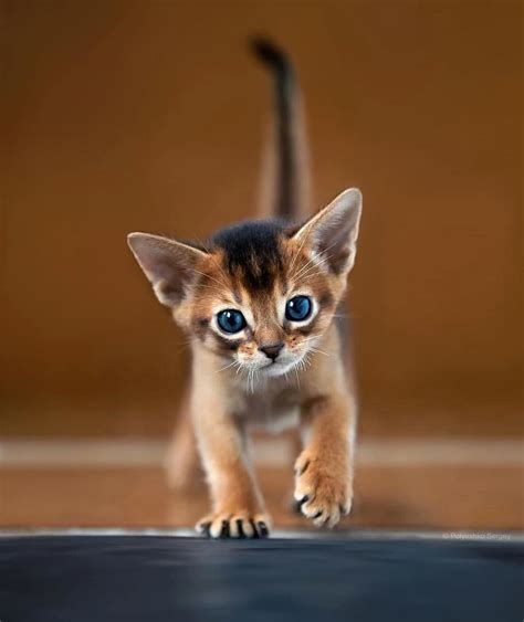 Little Abyssinian Kitten Photo By Sergeypolyushko Explore