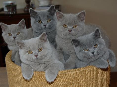 Kucing british shorthair memiliki bulu yang sangat lebat tetapi ukuranya pendek, sehingga berbeda dengan kucing berbulu lebat lainnya. Kucing British Shorthair atau BSH, Kucing Bulu Pendek ...
