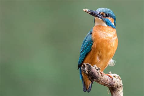 Brown And Blue Bird On Top Of Tree Branch Kingfisher Eurasian Hd