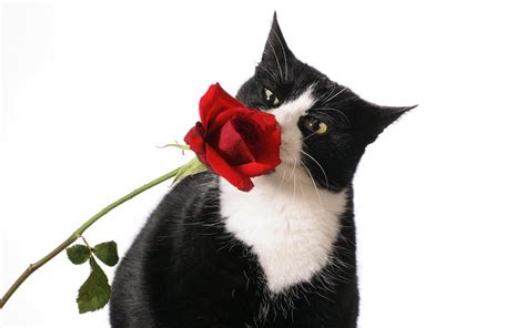 Images Of Roses Beautiful Cat And Red Rose Roses