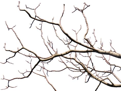 Christmas Tree Branches Textures For Photoshop