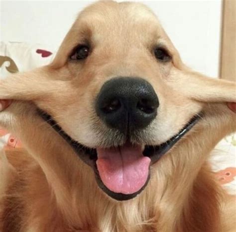 20 Ridiculously Squishy Dog Cheeks That Will Make Your Day