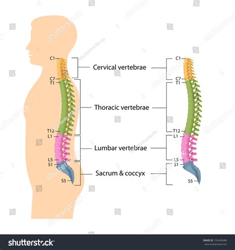 Spine Anatomy Labeled Stock Photo 155445686 Shutterstock